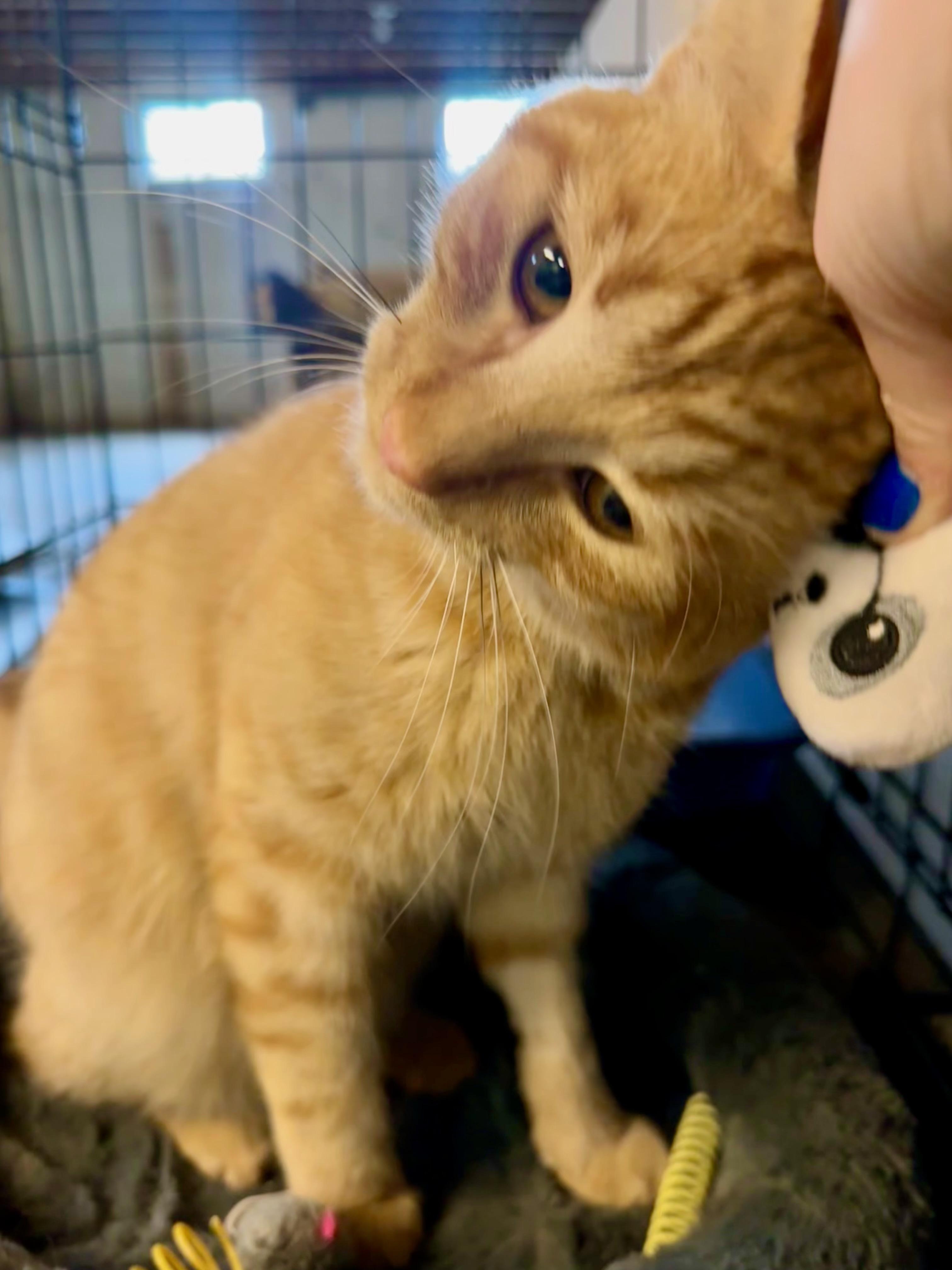 Enlarge Toby, a Adopted Domestic Short Hair in Cincinnati , OH image 3/6