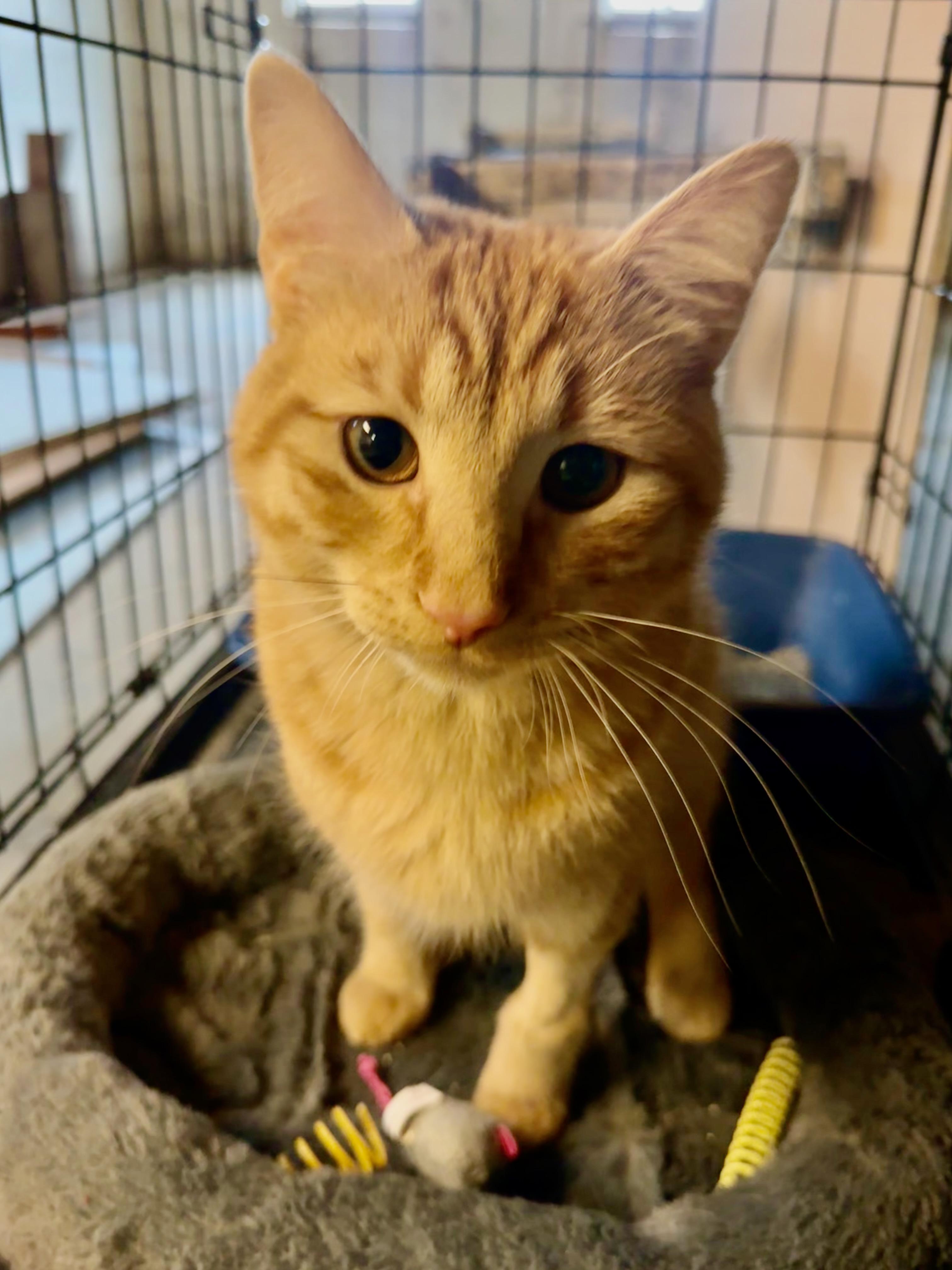 Enlarge Toby, a Adopted Domestic Short Hair in Cincinnati , OH image 4/6
