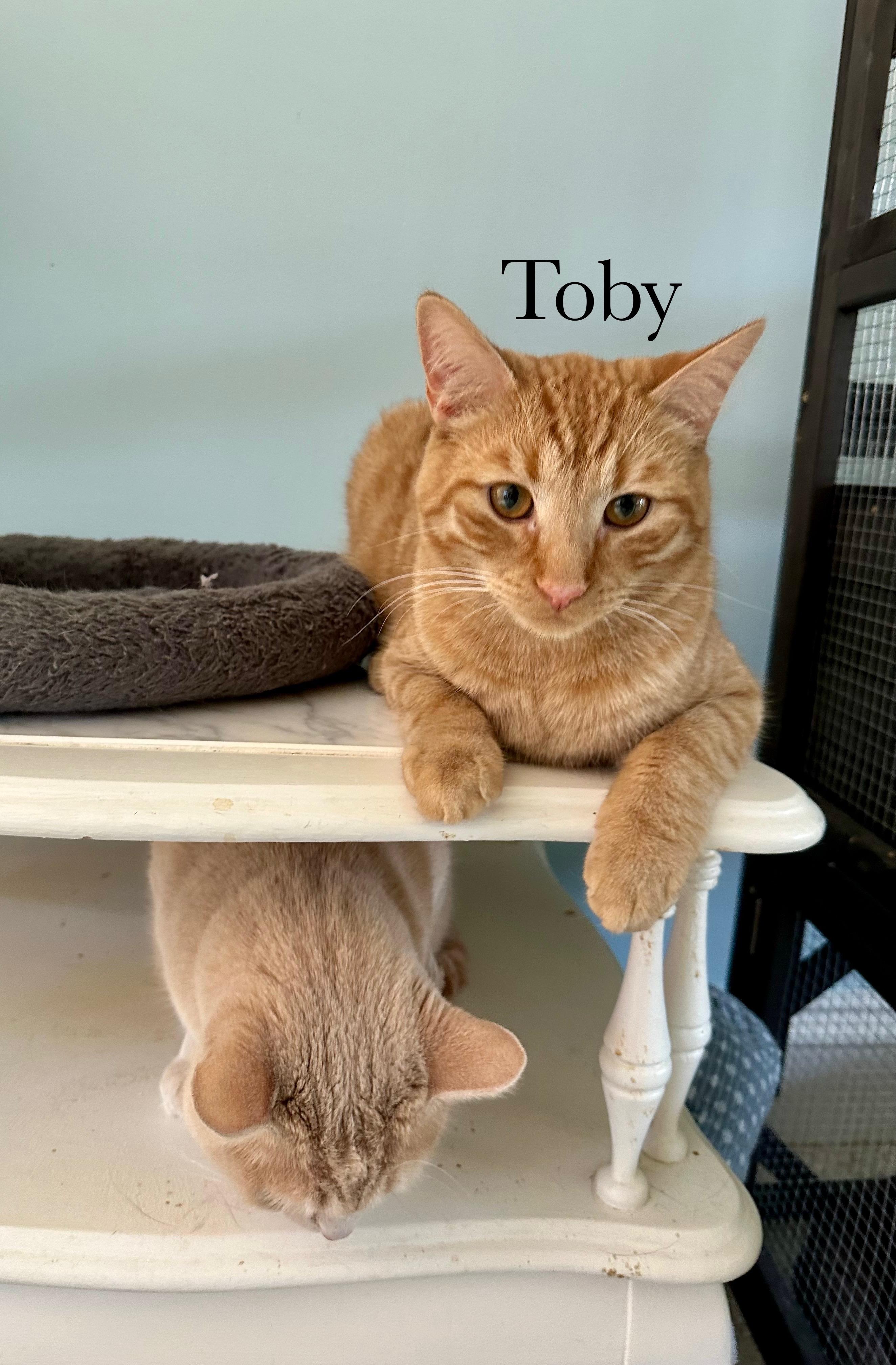 Toby, Adopted, Young Male Domestic Short Hair.