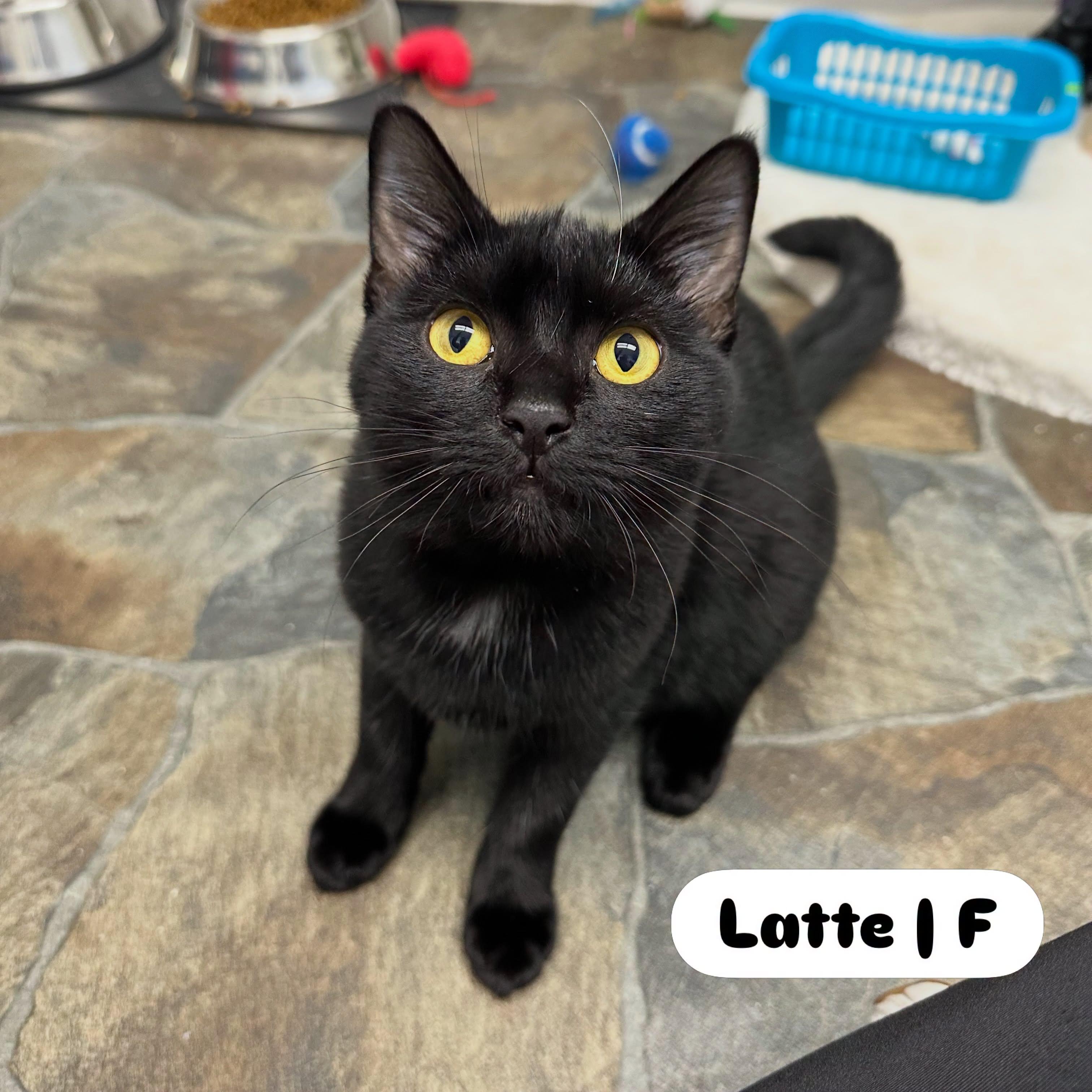 Enlarge Latte, a Adoptable Domestic Short Hair in McDonald, PA image 1/2