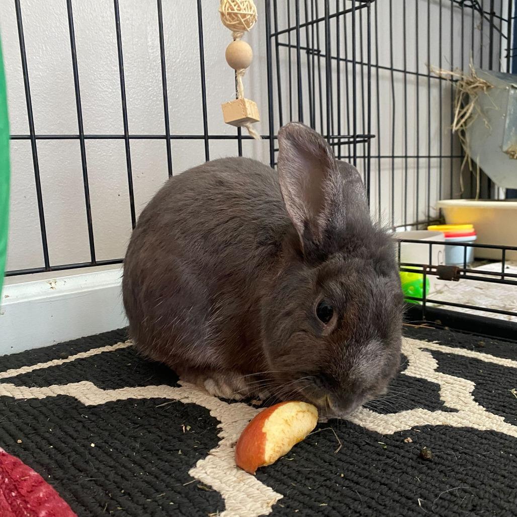 Enlarge Sky, a Adoptable Dutch in Evansville, IN image 1/6