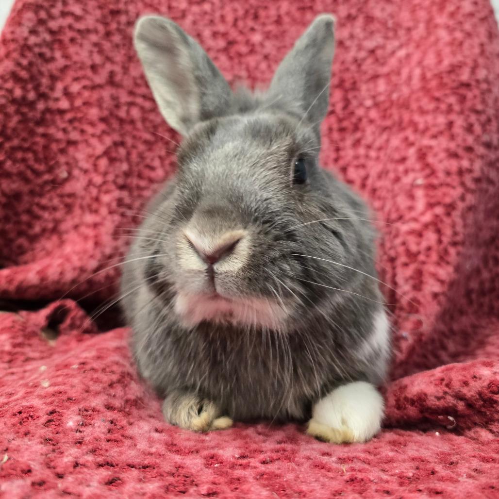 Enlarge Sky, a Adoptable Dutch in Evansville, IN image 2/6