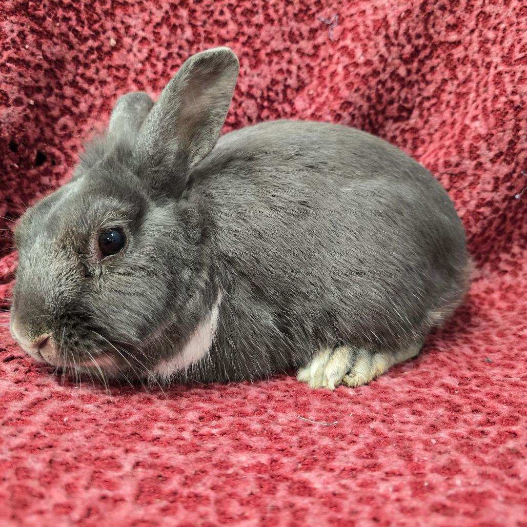 Enlarge Sky, a Adoptable Dutch in Evansville, IN image 3/6