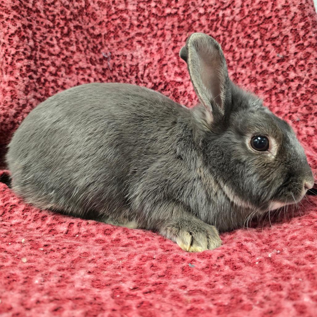 Enlarge Sky, a Adoptable Dutch in Evansville, IN image 4/6