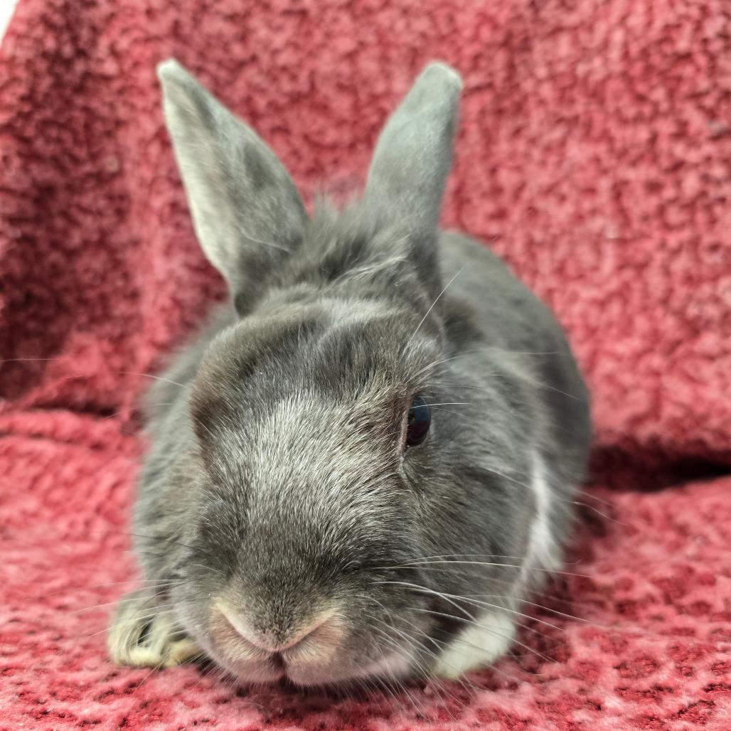 Enlarge Sky, a Adoptable Dutch in Evansville, IN image 5/6