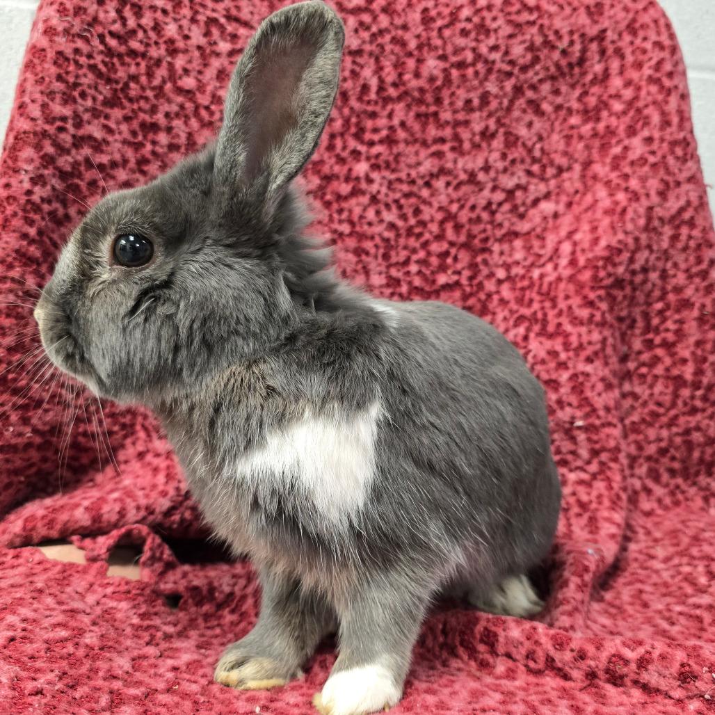 Enlarge Sky, a Adoptable Dutch in Evansville, IN image 6/6