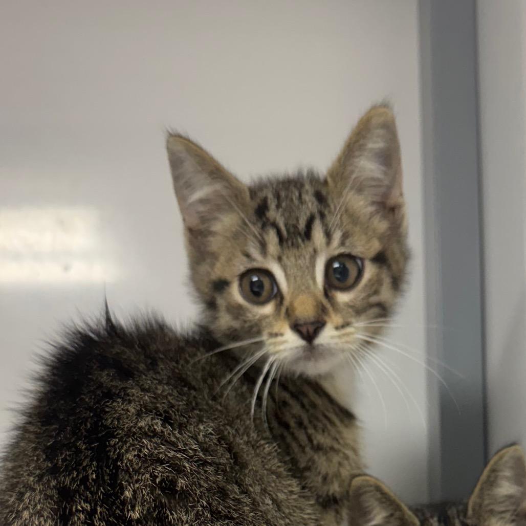 Felix, Adoptable, Kitten Male Domestic Short Hair.
