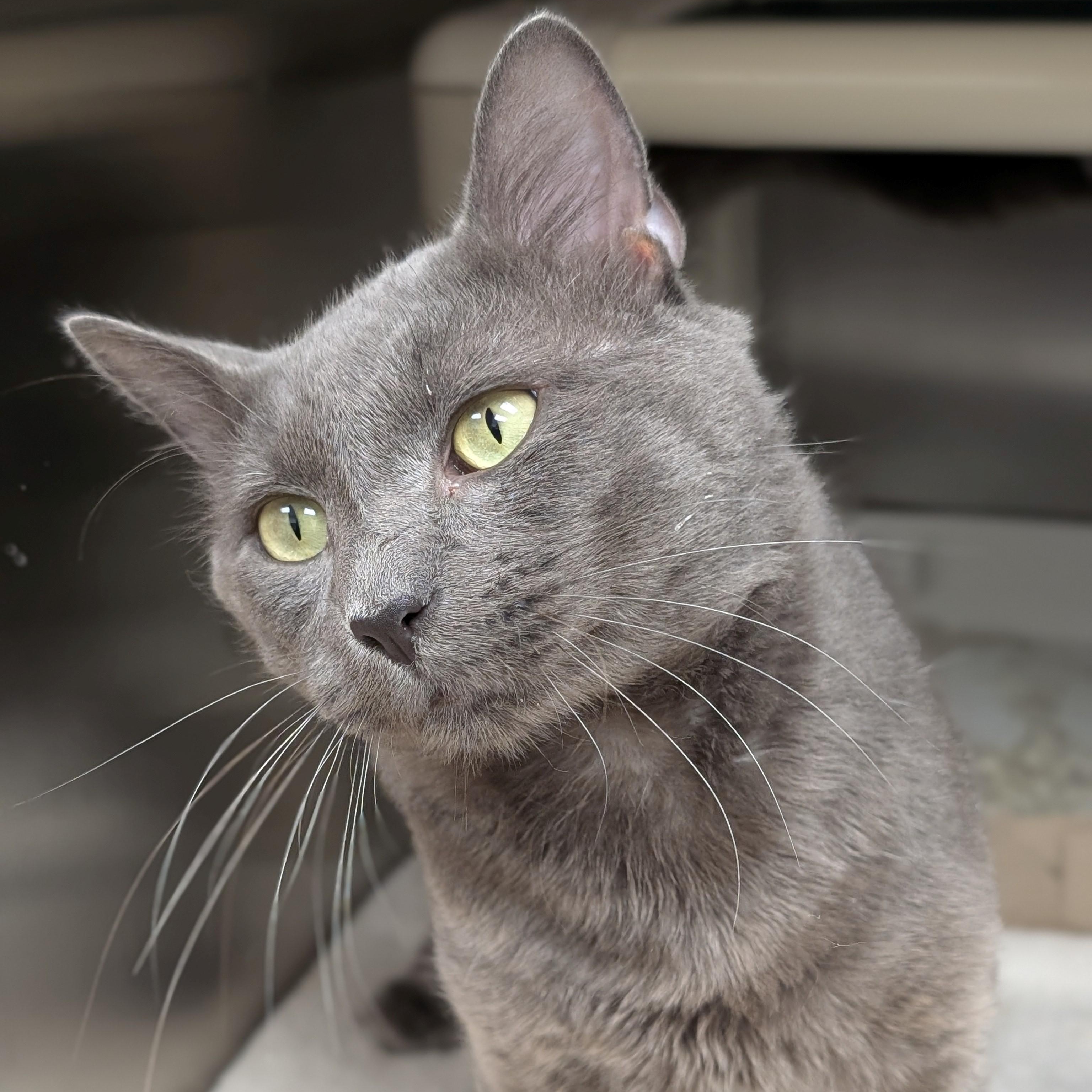 Mr, Grey, Adopted, Adult Male Domestic Short Hair.