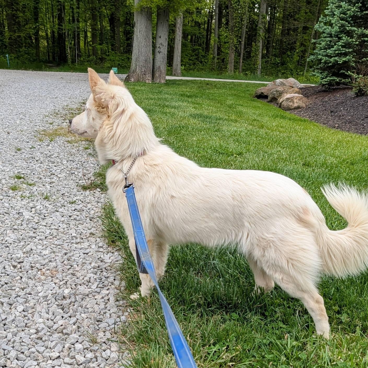 Enlarge Wonder, a ADOPTABLE mixed breed in Grafton, OH image 2/4