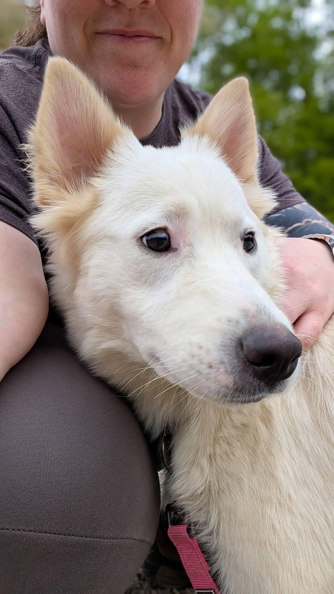 Enlarge Wonder, a ADOPTABLE mixed breed in Grafton, OH image 3/4