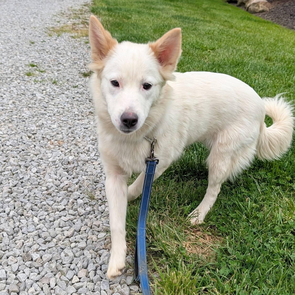 Enlarge Wonder, a ADOPTABLE mixed breed in Grafton, OH image 4/4