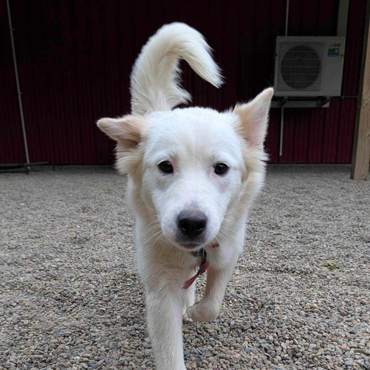 Enlarge Wonder, a ADOPTABLE mixed breed in Grafton, OH image 1/4
