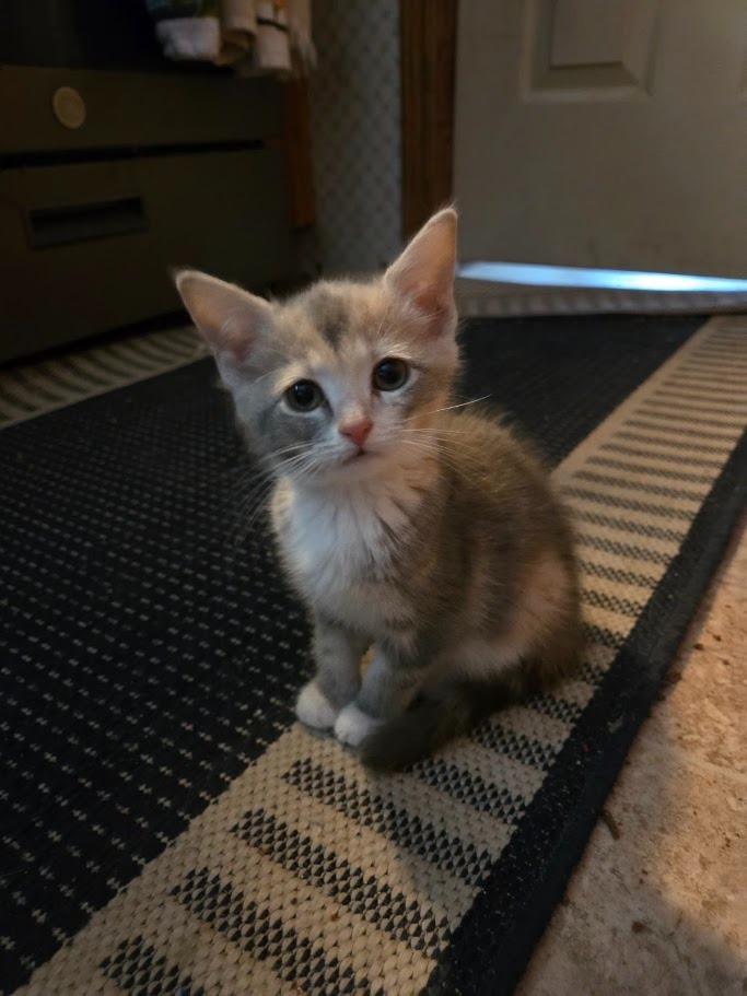Petunia Pig, Adoptable, Kitten Female Domestic Short Hair.