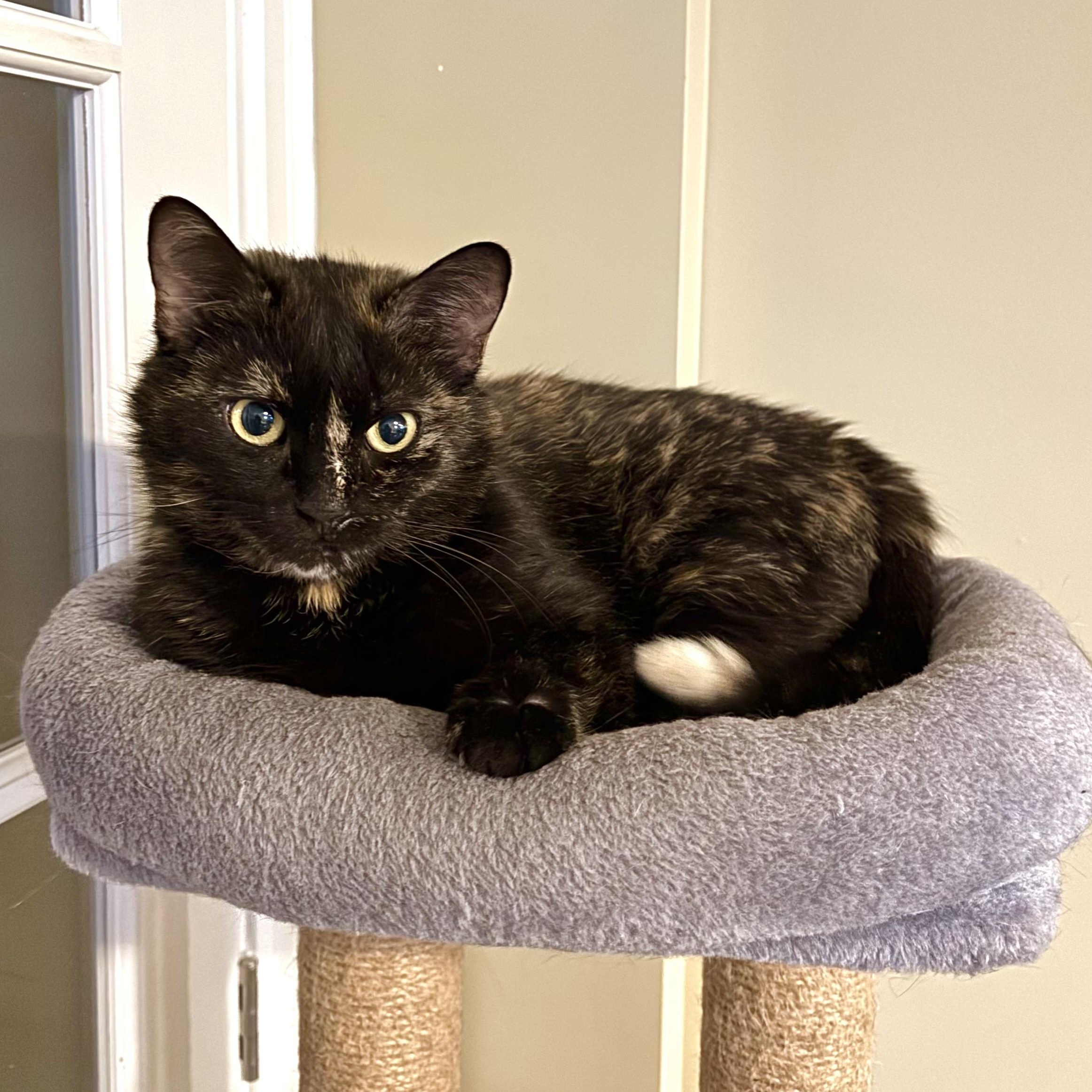 Lyra, Adoptable, Adult Female Domestic Short Hair.
