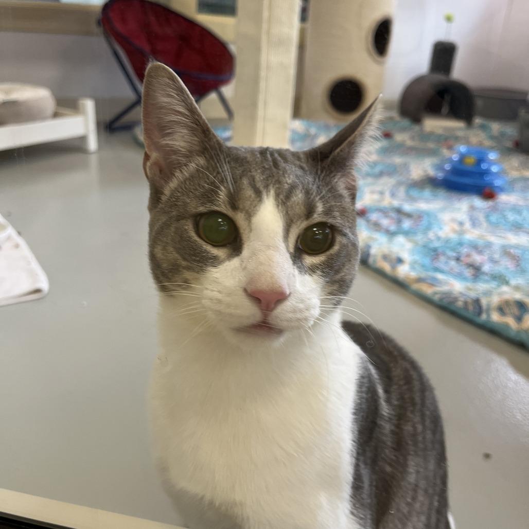 Sisu, Adoptable, Adult Male Domestic Short Hair.