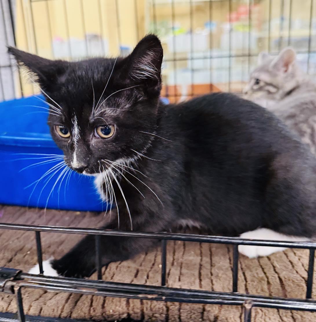 Pepper D, Baby Male Tuxedo
