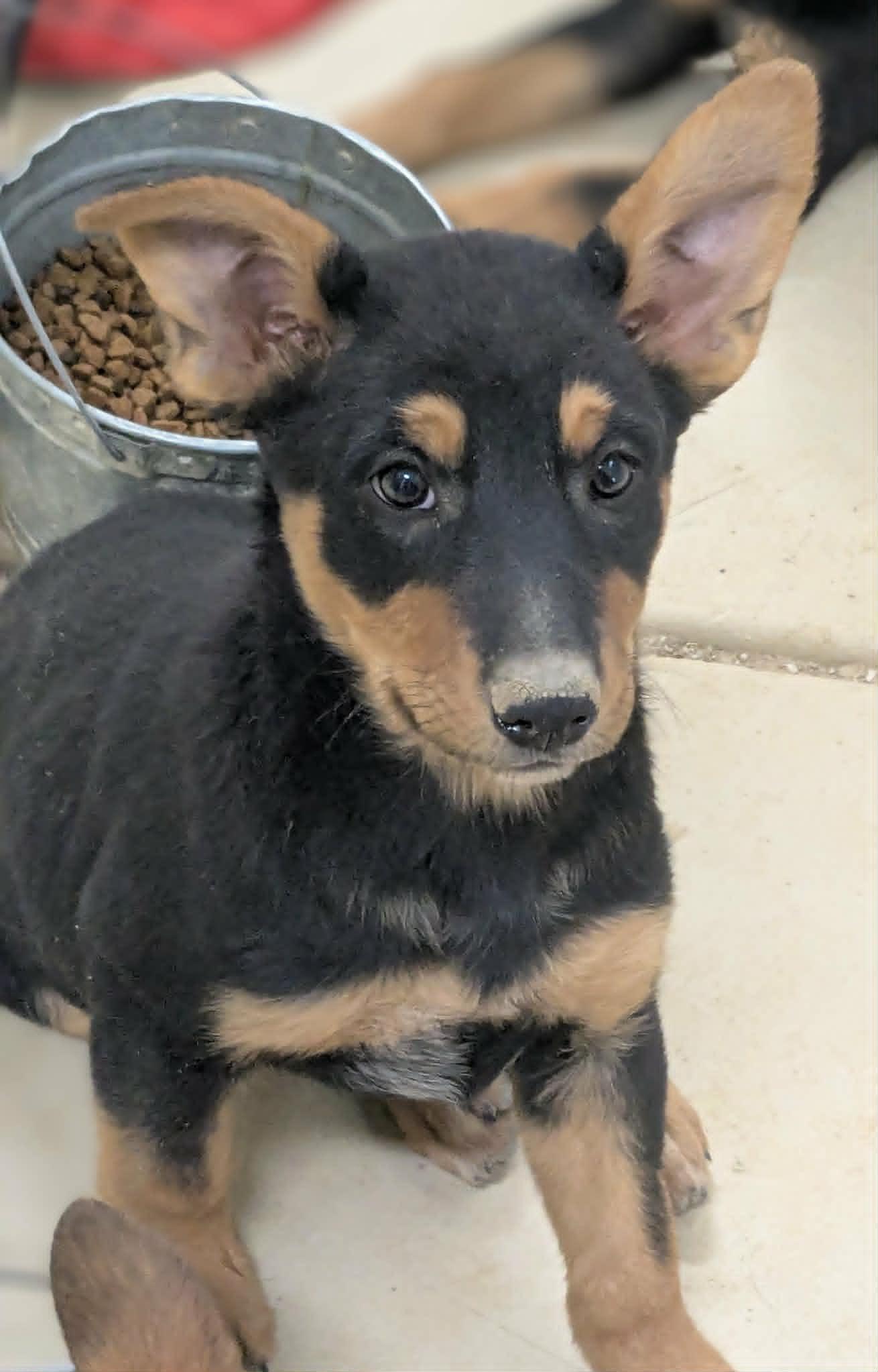 Louise's Loganette, adopted, Puppy Female Shepherd & Australian Cattle Dog / Blue Heeler.