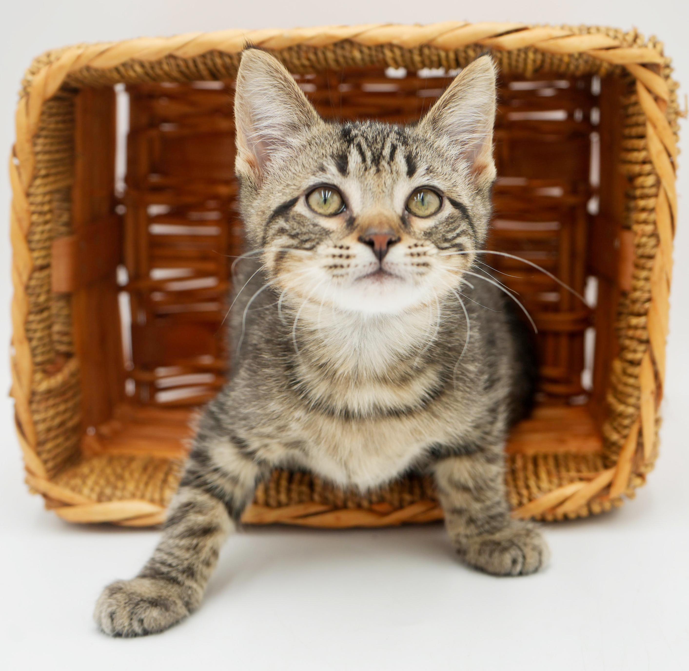 Jack will make u jump with joy! So handsome!, Adoptable, Kitten Male Tabby & Bengal.