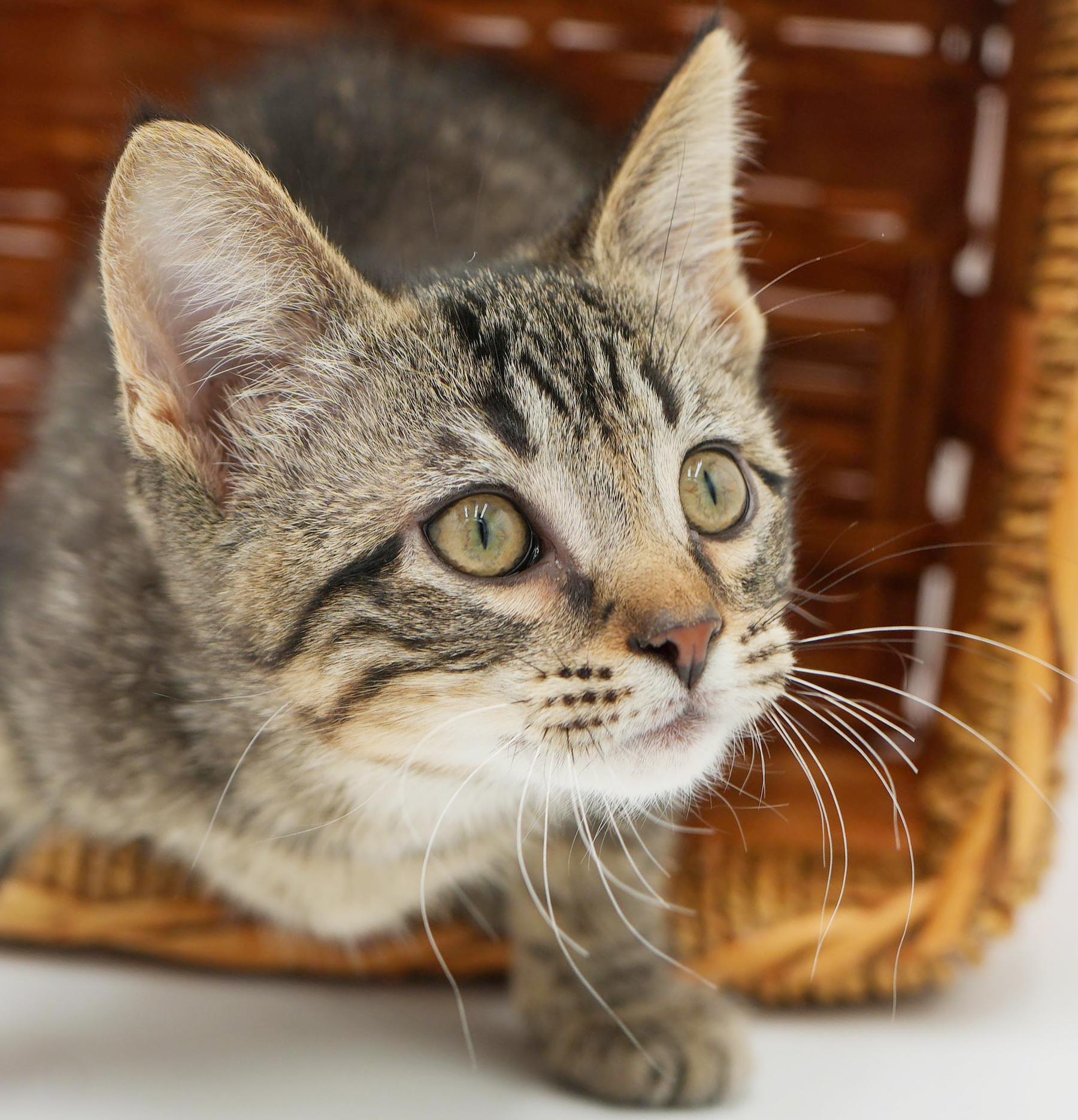 Jack will make u jump with joy! So handsome!, an adoption pending mixed breed in Bedford Hills, NY image 2/6