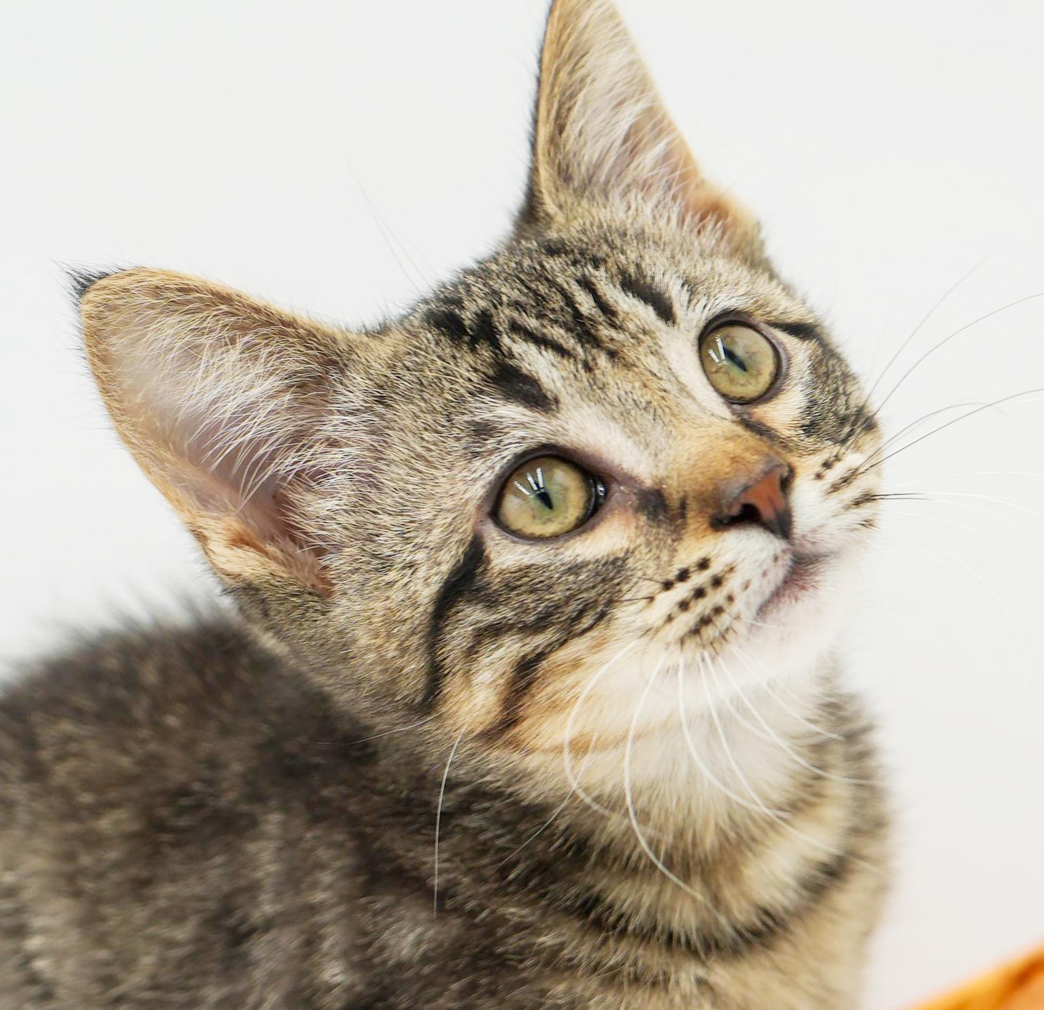 Jack will make u jump with joy! So handsome!, an adoption pending mixed breed in Bedford Hills, NY image 3/6