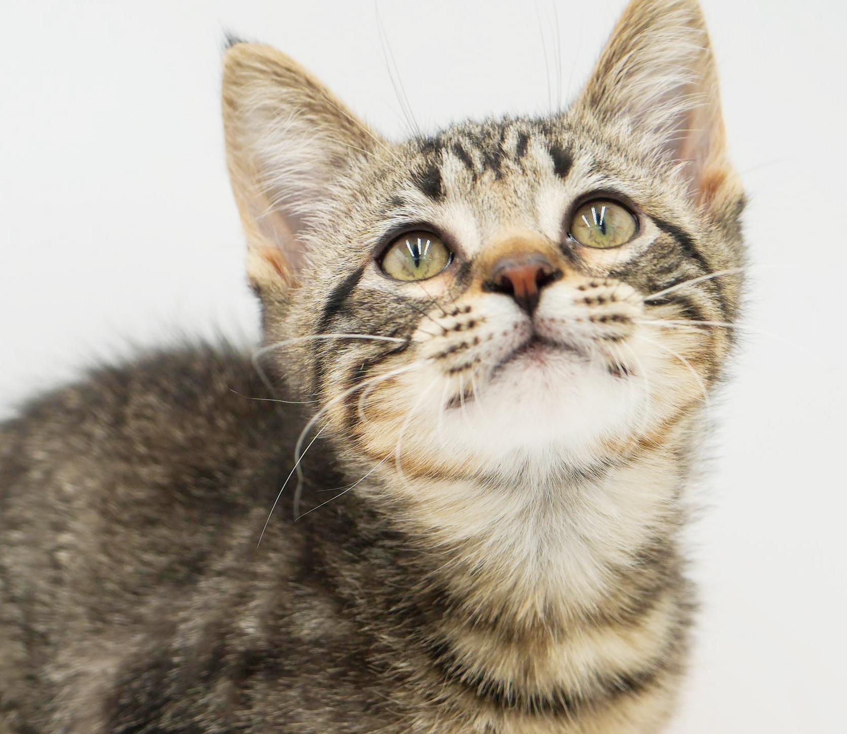 Jack will make u jump with joy! So handsome!, an adoption pending mixed breed in Bedford Hills, NY image 4/6