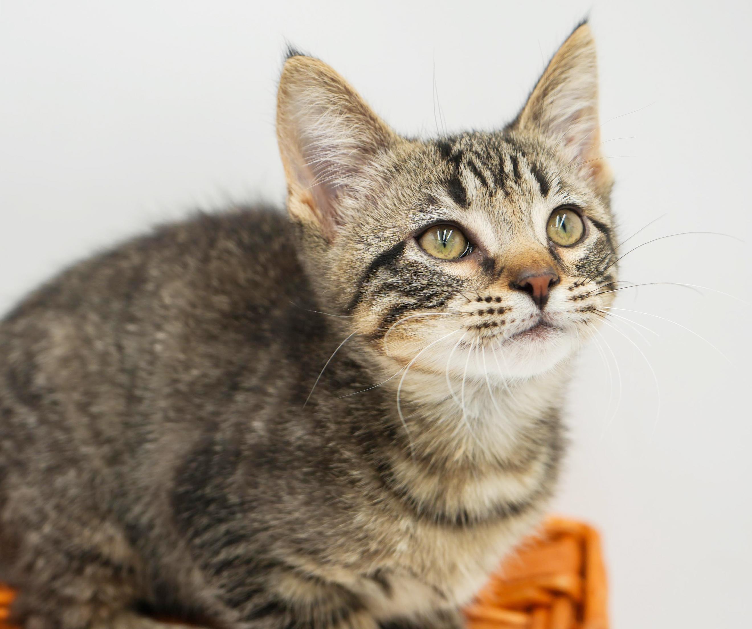 Jack will make u jump with joy! So handsome!, an adoption pending mixed breed in Bedford Hills, NY image 5/6