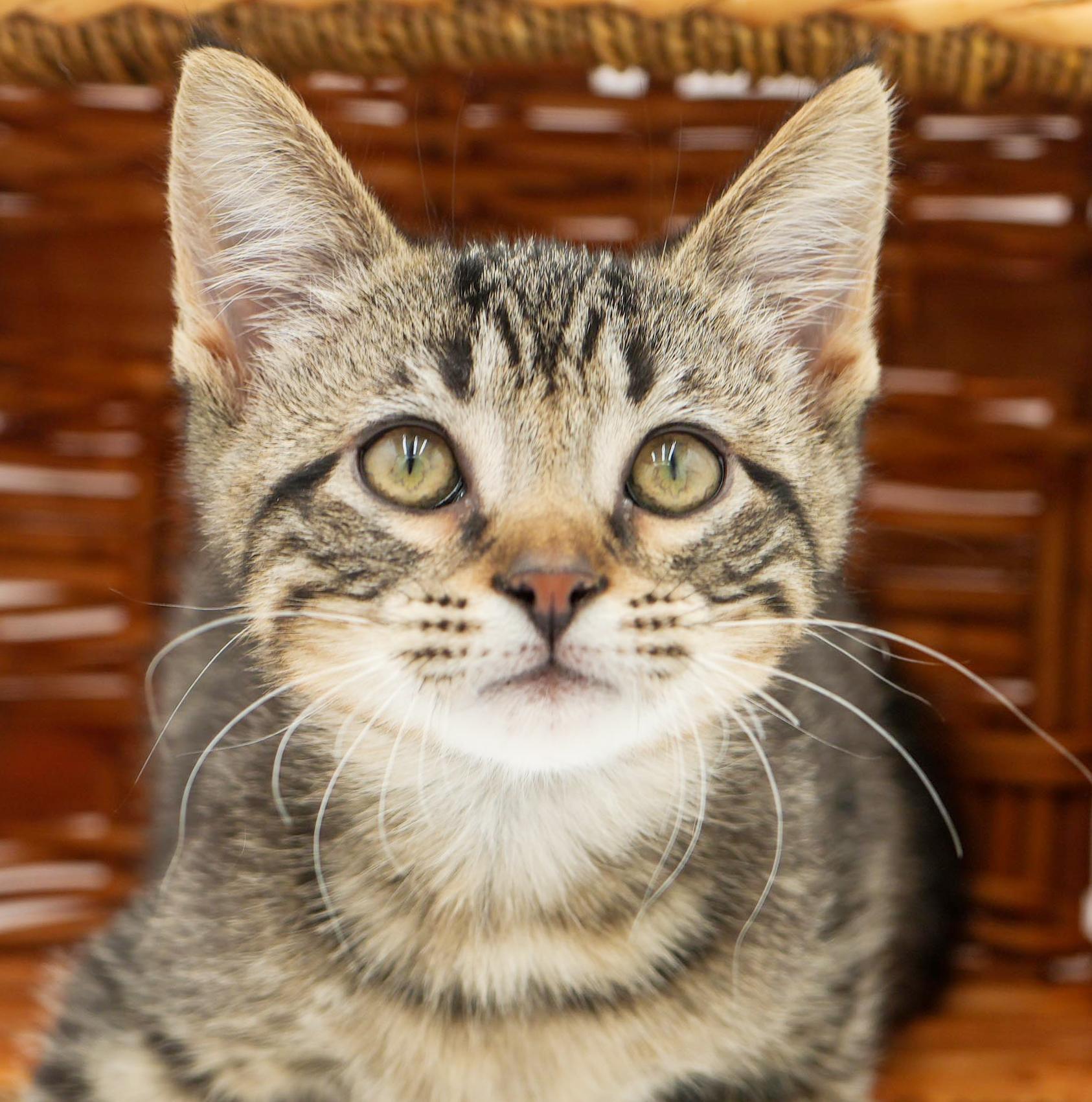 Jack will make u jump with joy! So handsome!, an adoption pending mixed breed in Bedford Hills, NY image 6/6