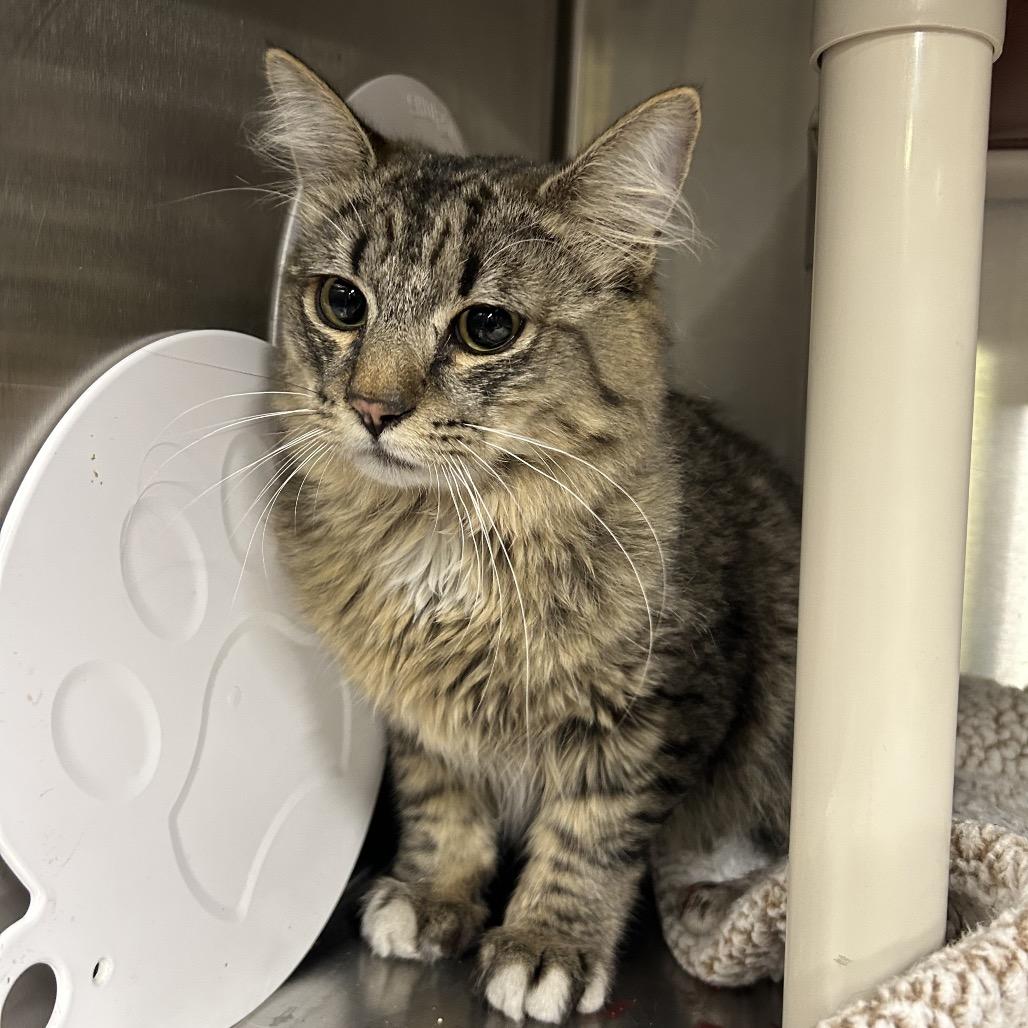 Enlarge Ray*, a Adoptable Domestic Medium Hair in San Gabriel, CA image 1/3