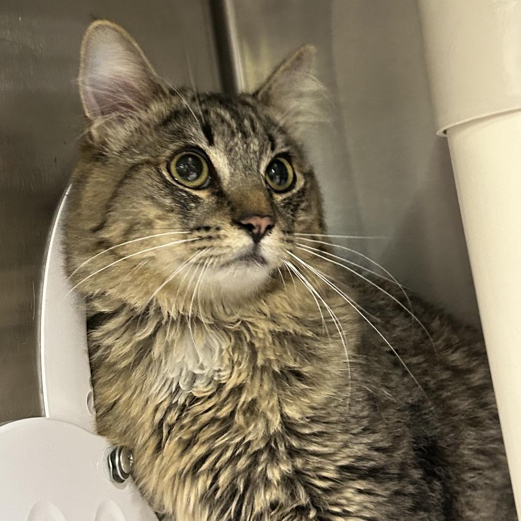 Enlarge Ray*, a Adoptable Domestic Medium Hair in San Gabriel, CA image 2/3
