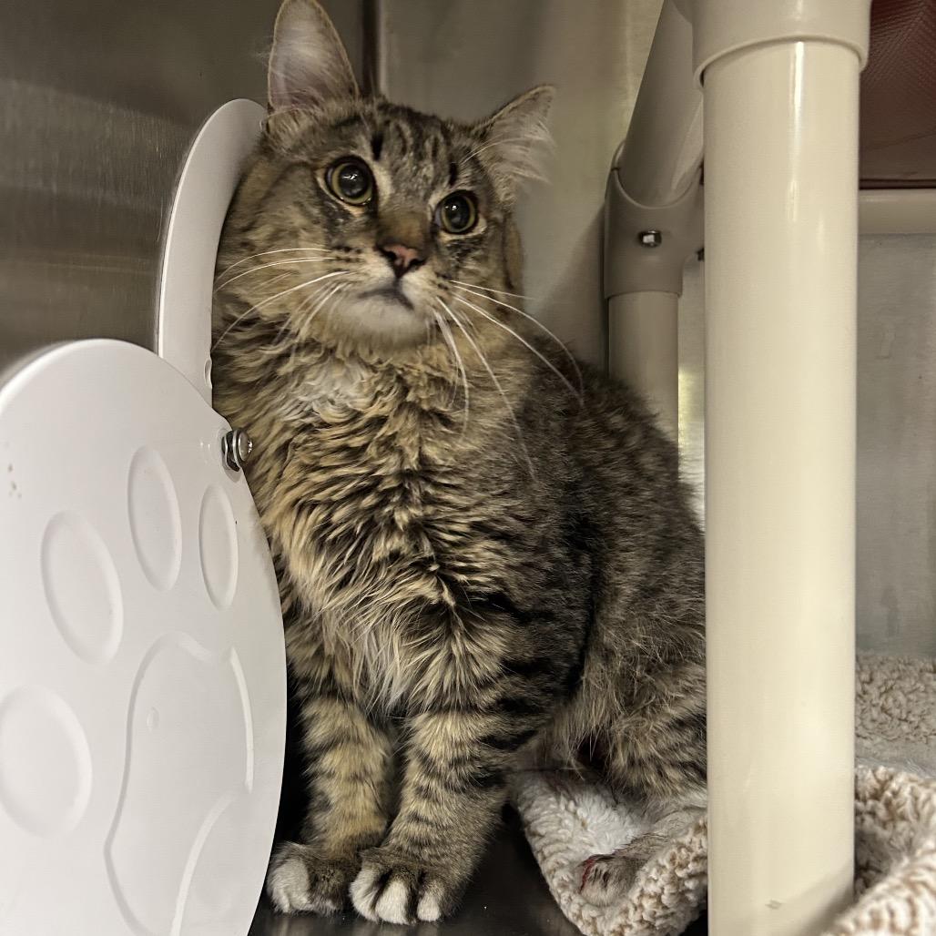 Enlarge Ray*, a Adoptable Domestic Medium Hair in San Gabriel, CA image 3/3