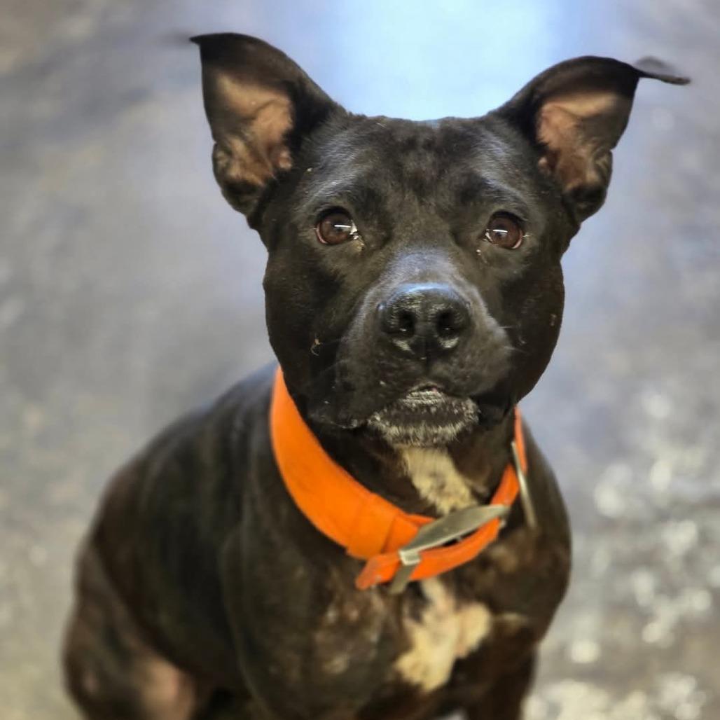 Enlarge Angel, a Adoptable mixed breed in Enid, OK image 1/2