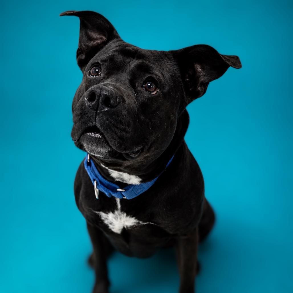 Angel, a Adoptable mixed breed in Enid, OK image 2/4