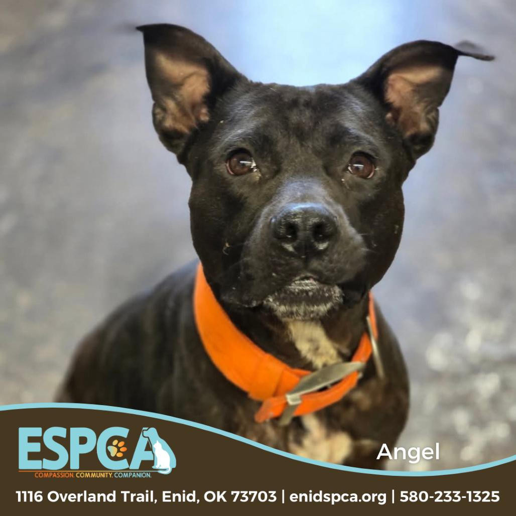 Enlarge Angel, a Adoptable mixed breed in Enid, OK image 2/2