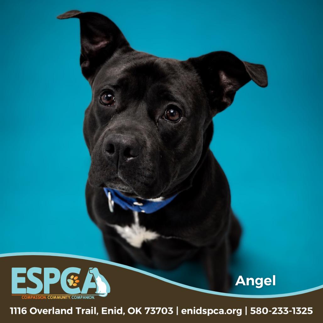 Angel, a Adoptable mixed breed in Enid, OK image 4/5