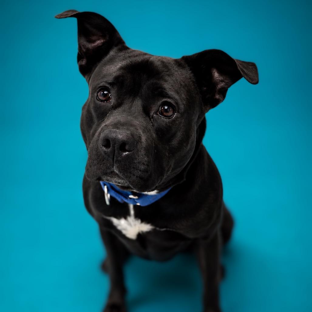 Angel, a Adoptable mixed breed in Enid, OK image 4/4