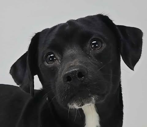 Mud Pie *Foster Needed*