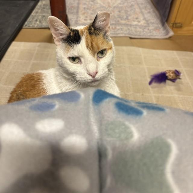 LEXI, Adoptable, Adult Female Domestic Short Hair.
