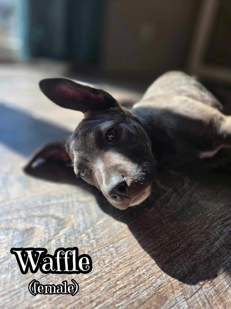 Enlarge Waffles, a Adoptable mixed breed in Tulsa, OK image 1/3