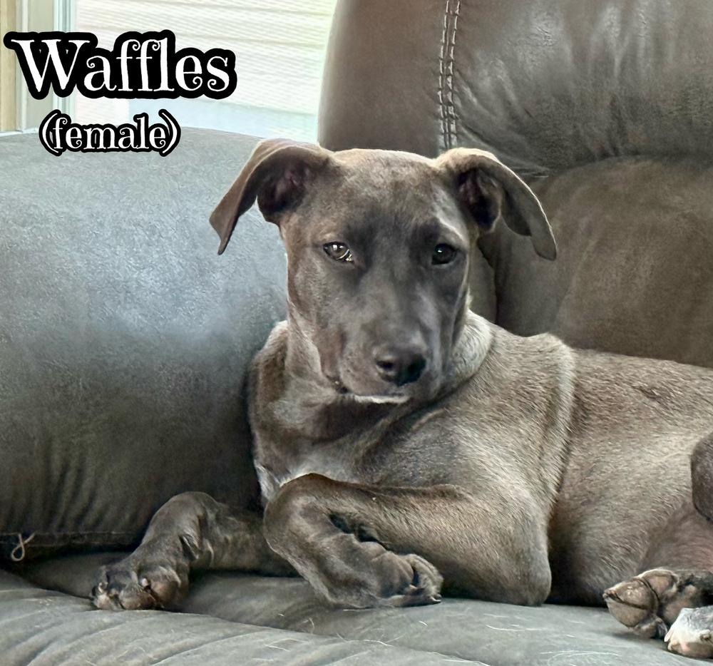 Enlarge Waffles, a Adoptable mixed breed in Tulsa, OK image 3/5