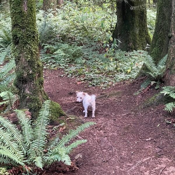 Huckleberry Frolicking Bunnykins — thumbnail 2