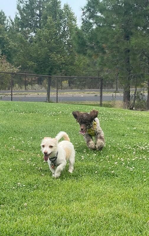 Huckleberry Frolicking Bunnykins — thumbnail 3