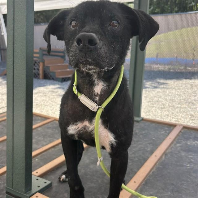 Enlarge SPIKE, a Adoptable mixed breed in Lincolnton, NC image 1/1