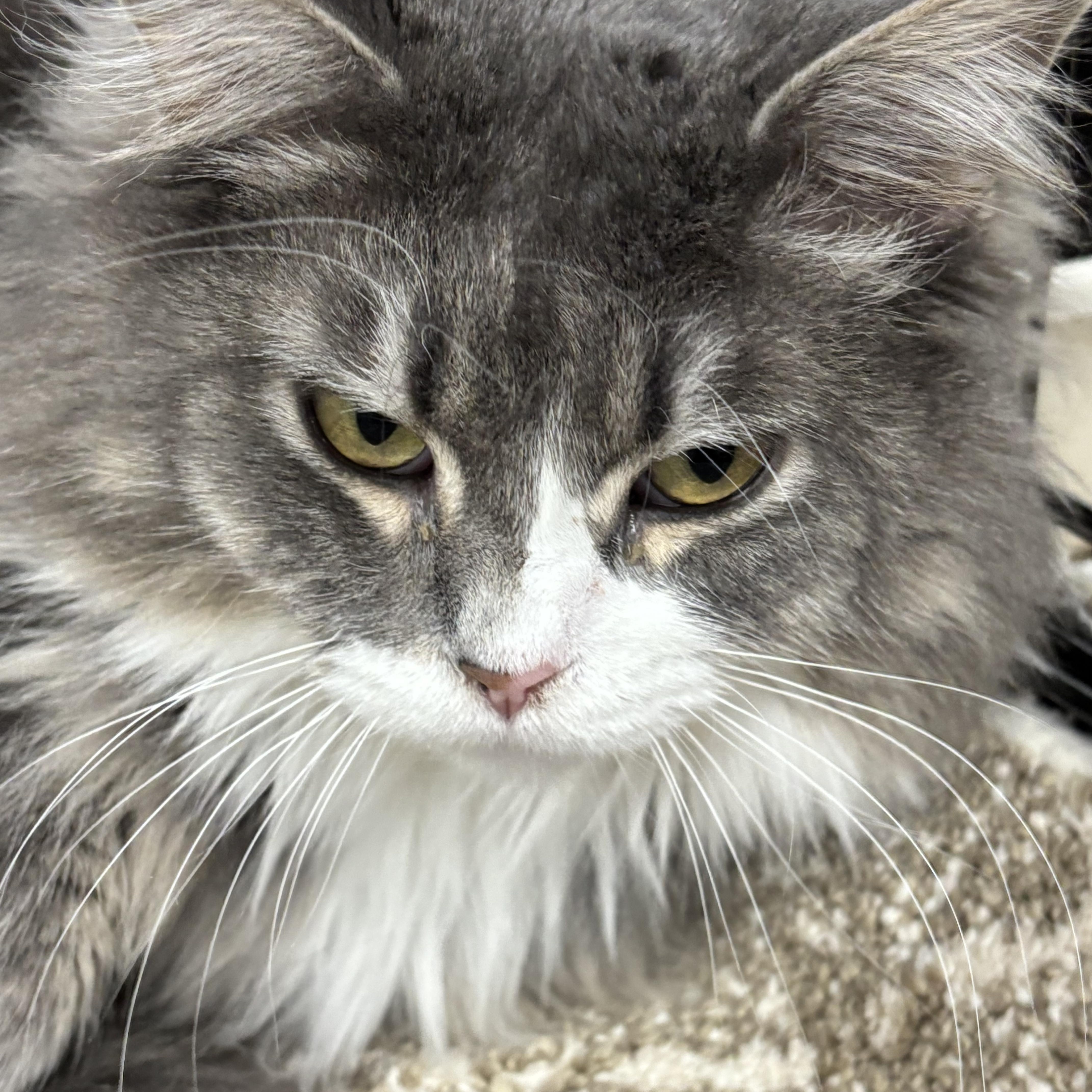 Enlarge Lacey, a Adoptable Domestic Medium Hair in Shelby Township, MI image 3/3