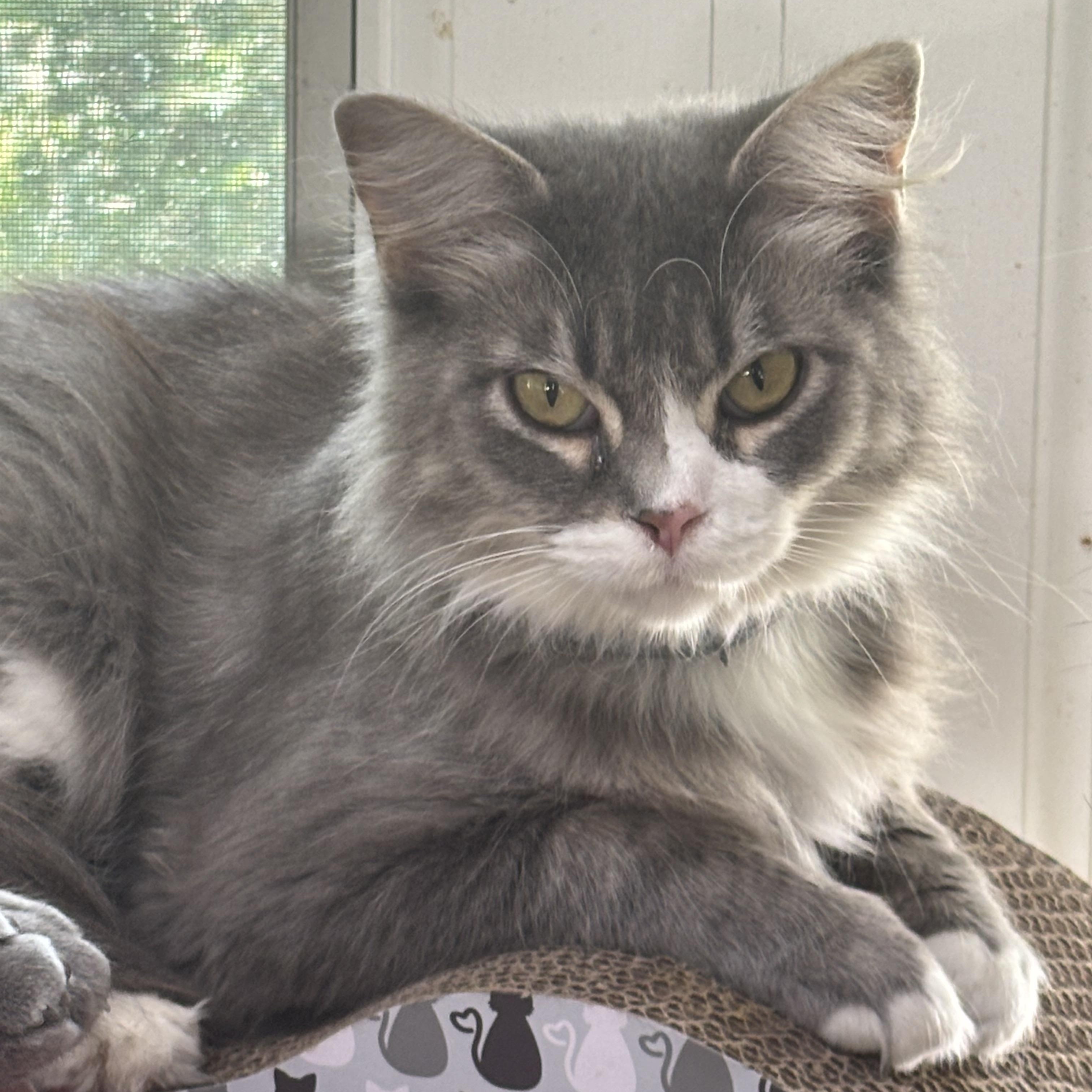 Enlarge Lacey, a Adoptable Domestic Medium Hair in Shelby Township, MI image 1/1