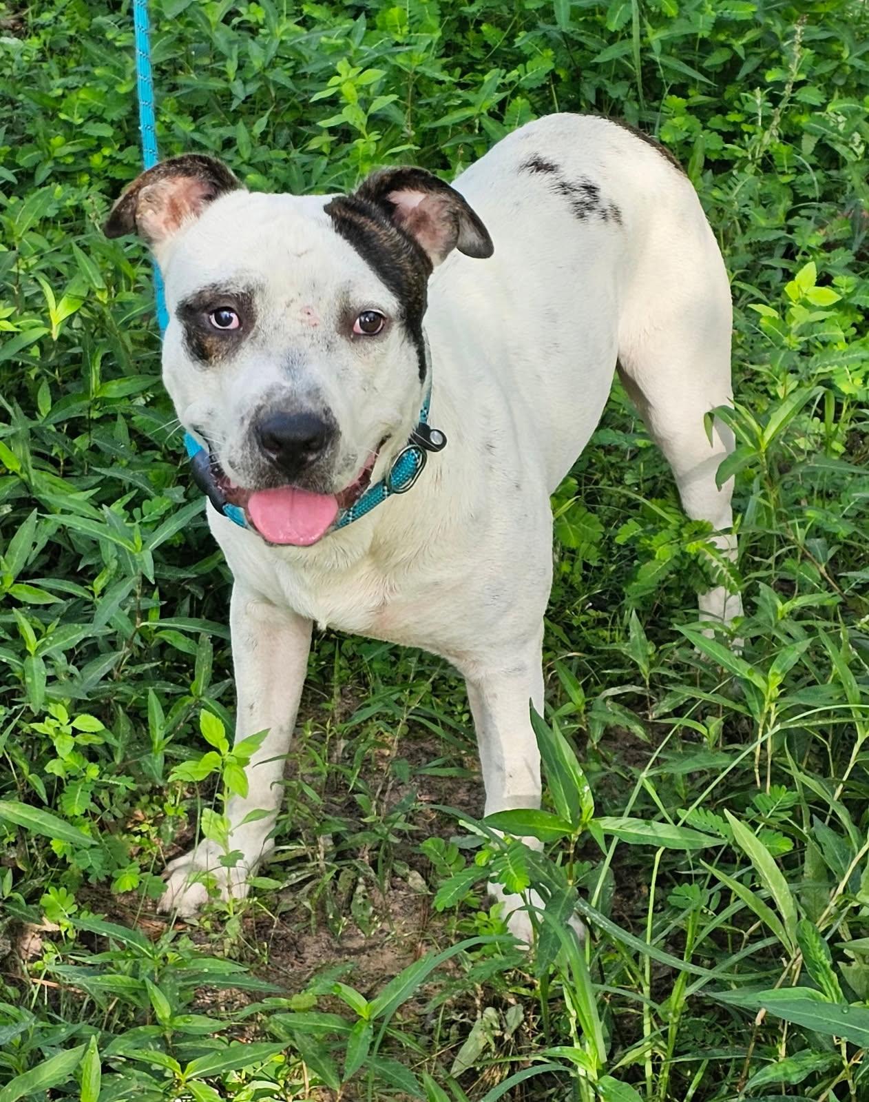 Bones, a Adoptable mixed breed in Cincinnati, OH image 5/5