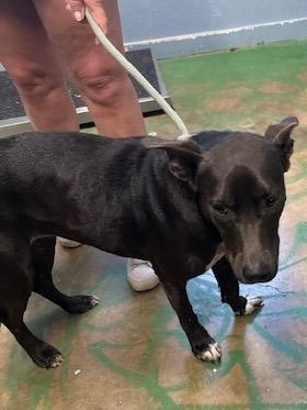 Govielynn 23, Adoptable, Adult Female Labrador Retriever & Mixed Breed.