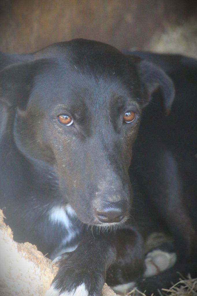 Enlarge Govielynn 23, a Adoptable mixed breed in Brookhaven, MS image 1/4