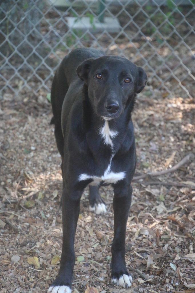 Enlarge Govielynn 23, a Adoptable mixed breed in Brookhaven, MS image 2/4
