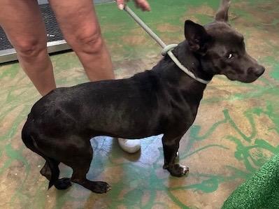 Enlarge Govielynn 23, a Adoptable mixed breed in Brookhaven, MS image 2/4