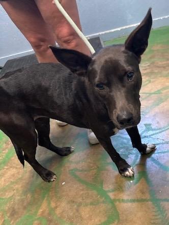 Enlarge Govielynn 23, a Adoptable mixed breed in Brookhaven, MS image 3/4